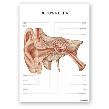 Plakat Anatomiczny - Budowa Ucha