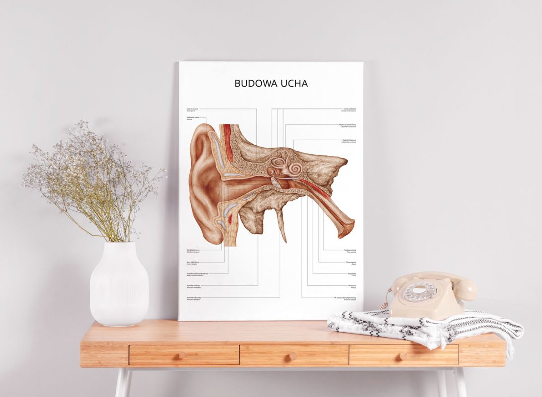 budowa ucha plakat na stoliku