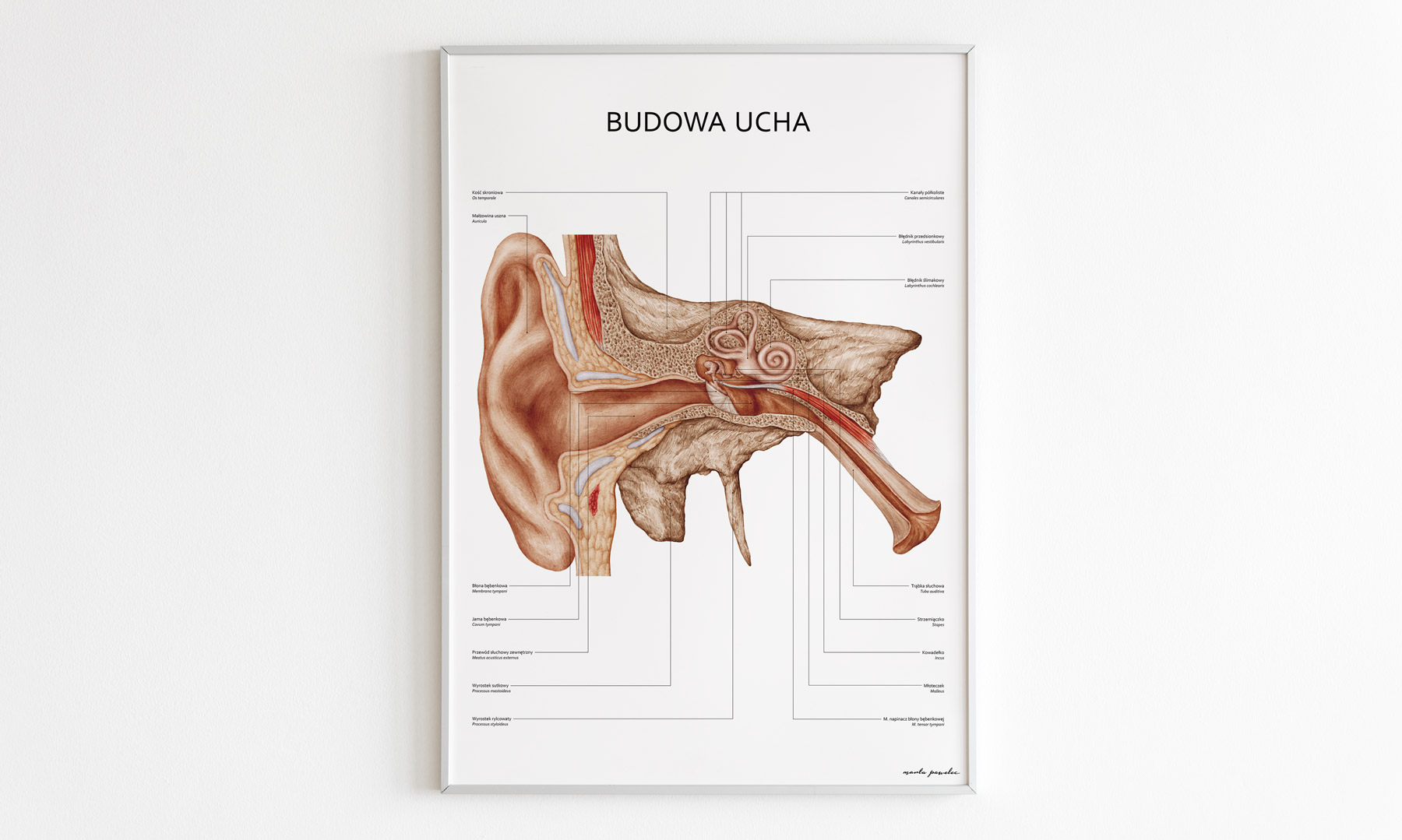 Budowa_ucha
