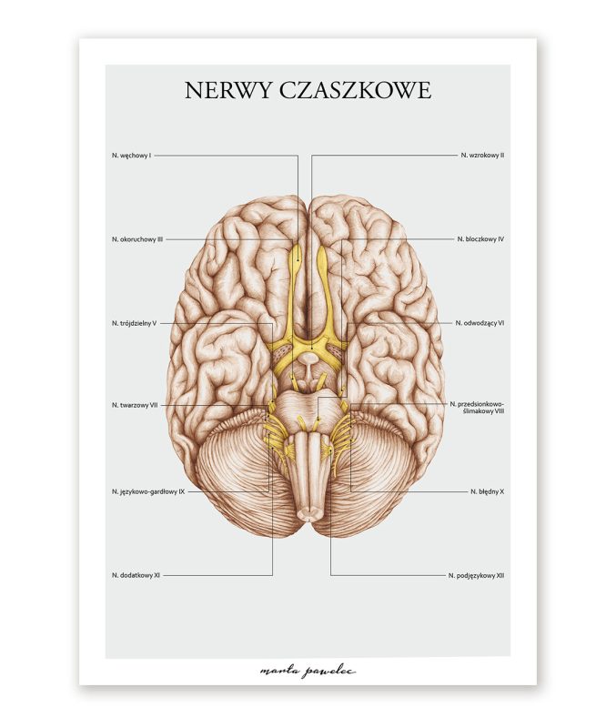 plakat nerwy czaszkowe