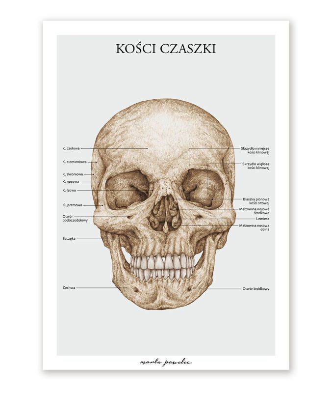 plakat czaszka