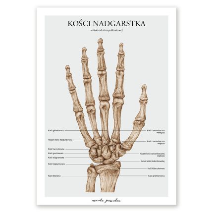 Plakat Kości Nadgarstka