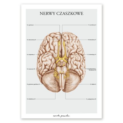 Plakat Nerwy Czaszkowe