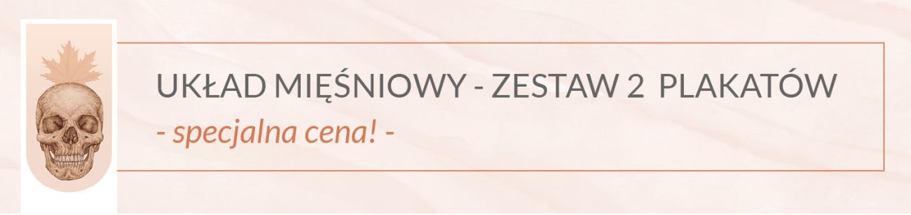 układ mięśniowy