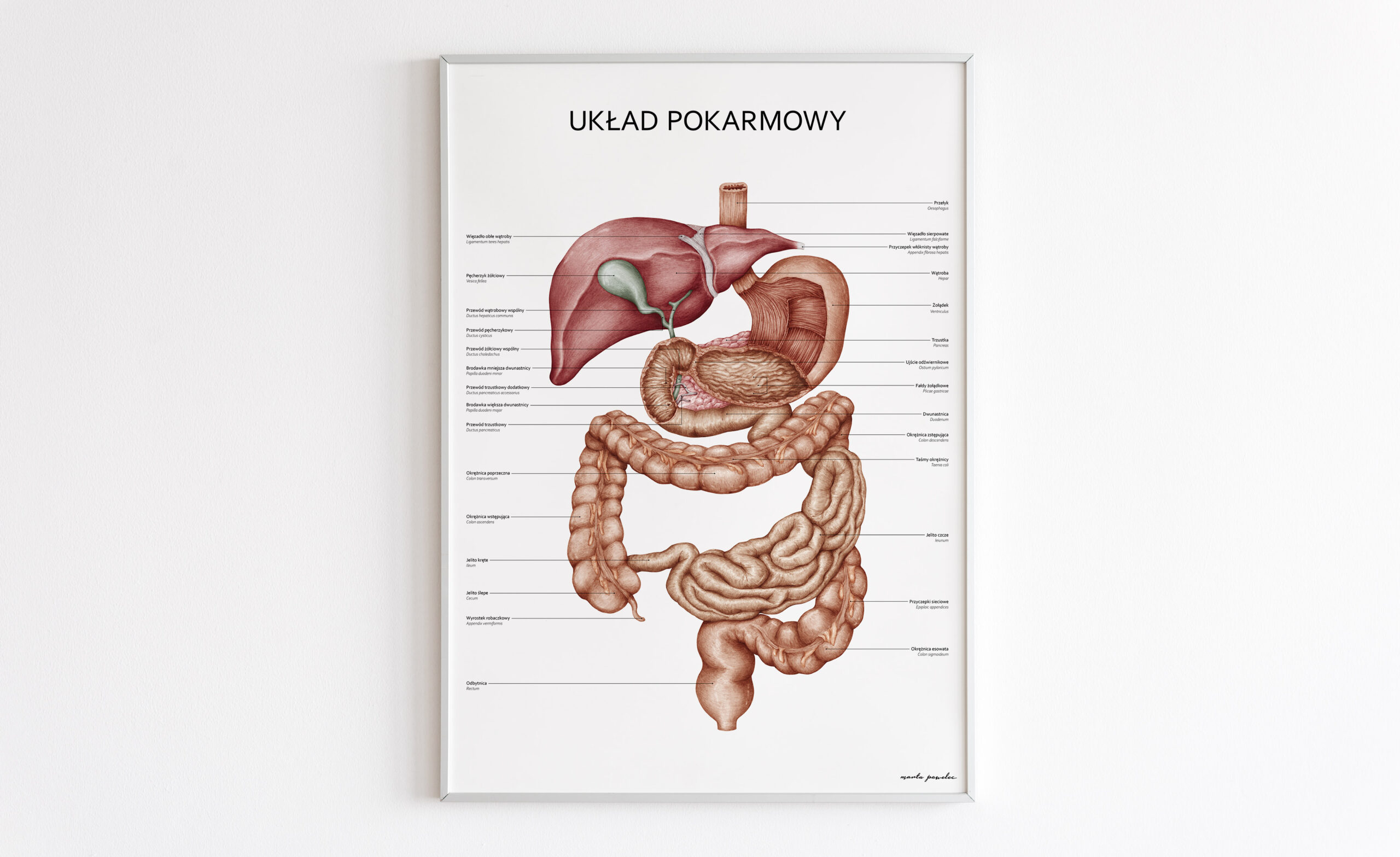 Plakat Układ Pokarmowy