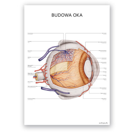 Plakat Anatomiczny - Budowa Oka