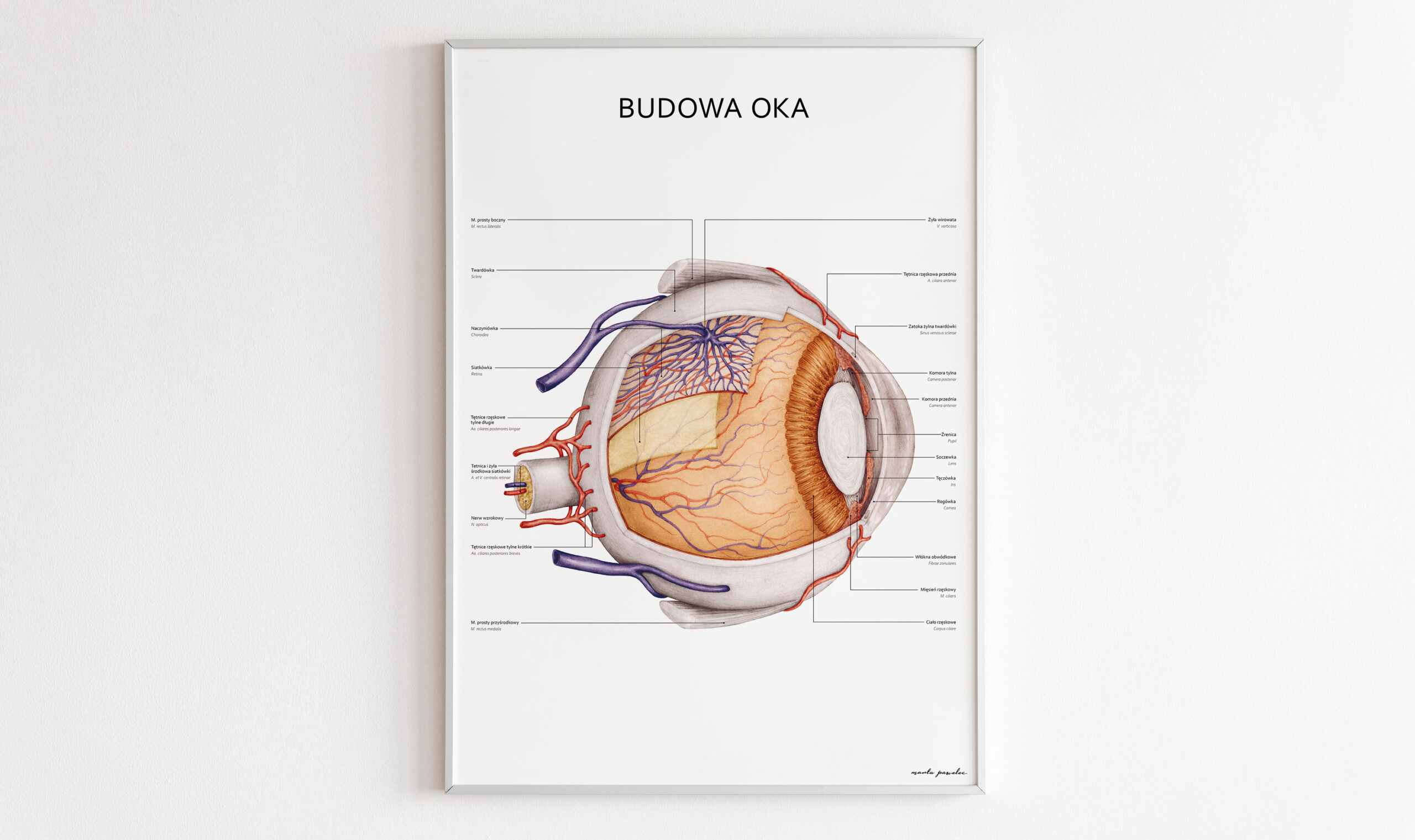 Budowa Oka Plakat