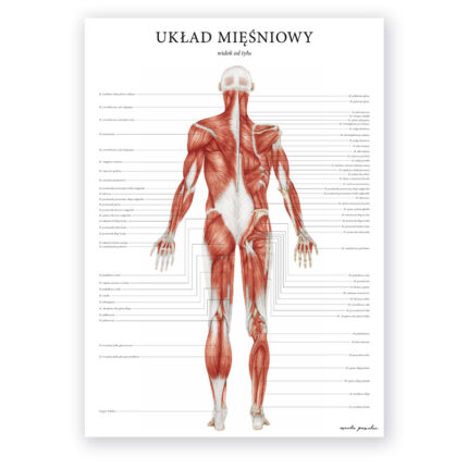 anatomiczna rycina przedstawia mięśnie człowieka