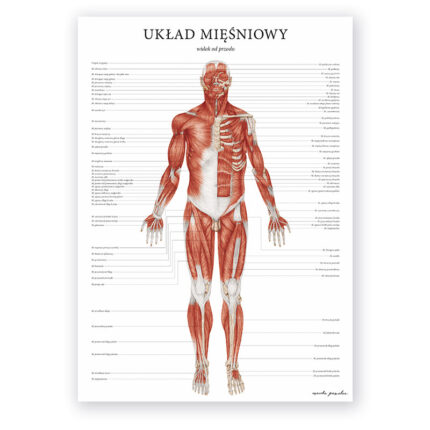 Anatomiczny plakat na którym przedstawione są mięśnie człowieka - widok od przodu