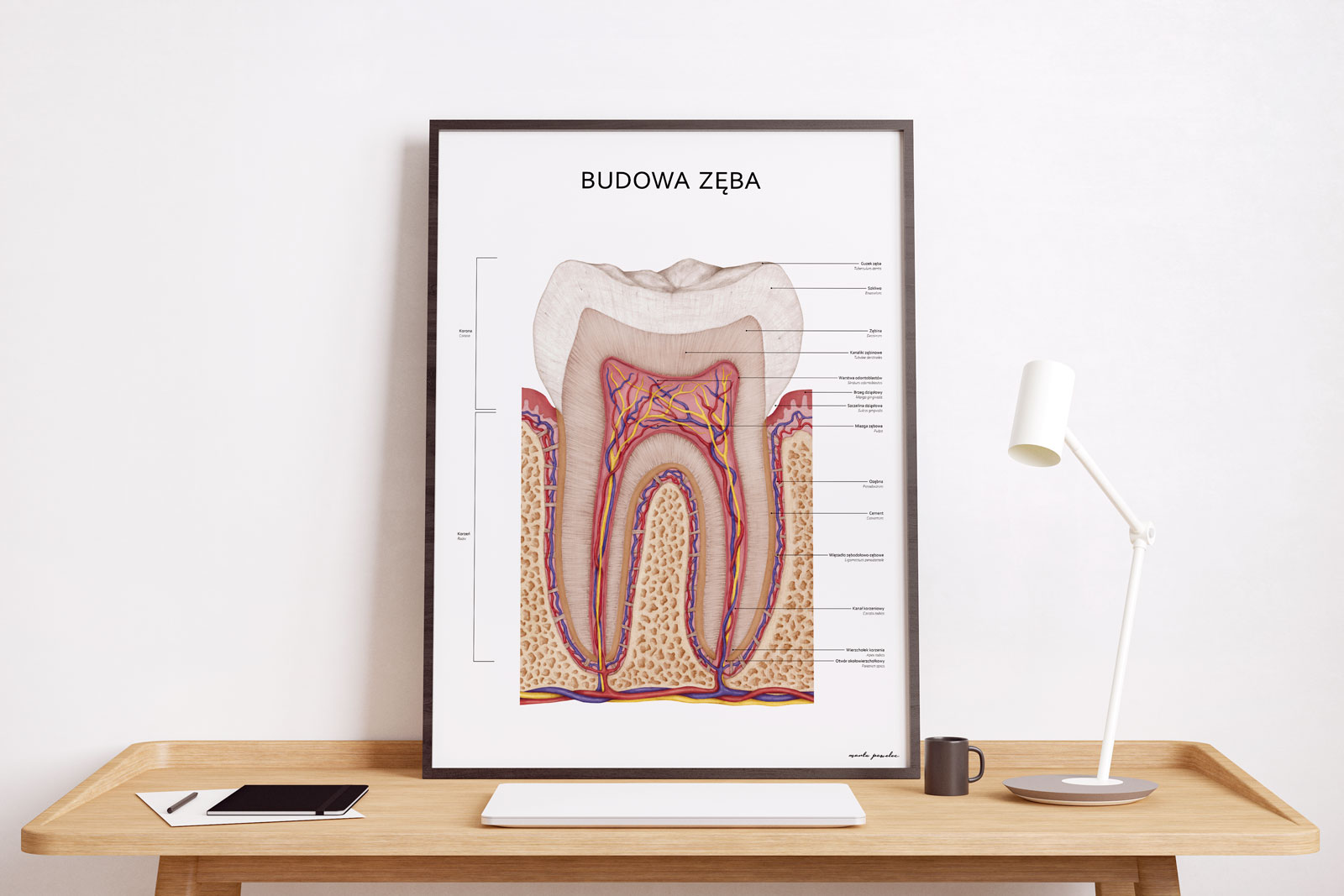 plakat z zębem 2