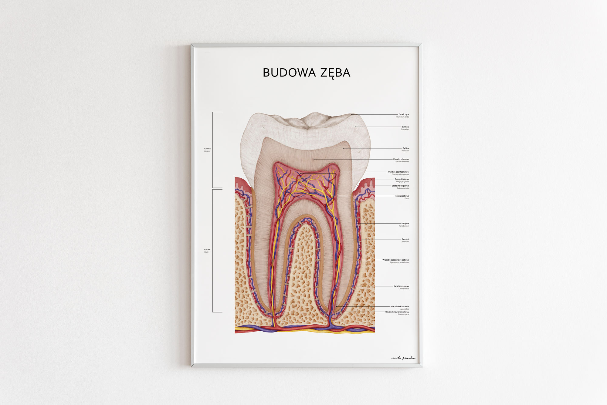 Budowa zęba
