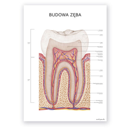 Plakat Anatomiczny - Budowa zęba