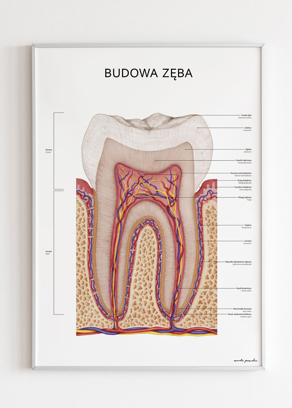 budowa zęba mob