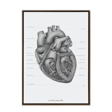 Plakat Anatomiczny - Budowa Serca A3