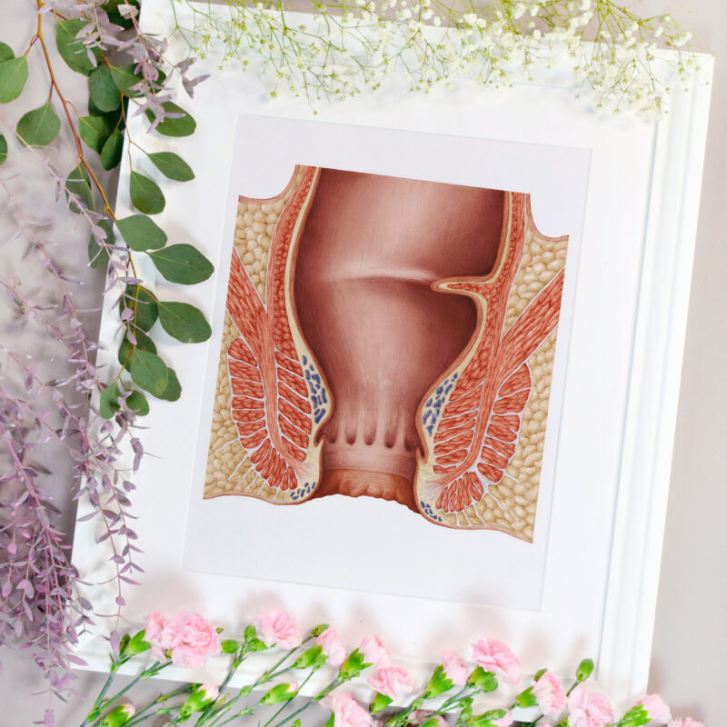 Anatomia odbytu i odbytnicy wraz z sąsiadującymi strukturami, przede wszystkim mięśniami