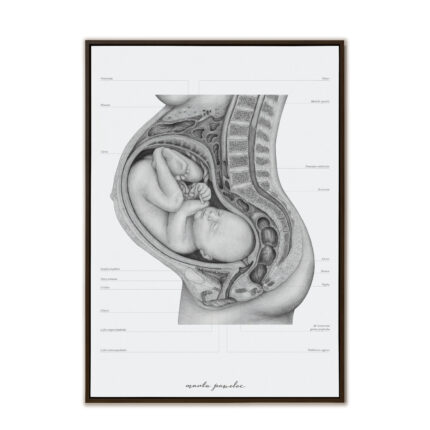 Plakat Anatomiczny - Anatomia Ciąży A3