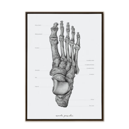 Plakat Anatomiczny - Kości Stopy A3