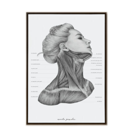 Plakat Anatomiczny - Mięśnie Szyi A3