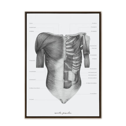 Plakat Anatomiczny - Mięśnie Tułowia A3
