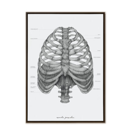 Plakat Anatomiczny - Przepona A3