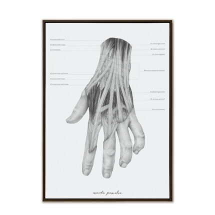 Plakat Anatomiczny - Ścięgna Mięśni Ręki A3