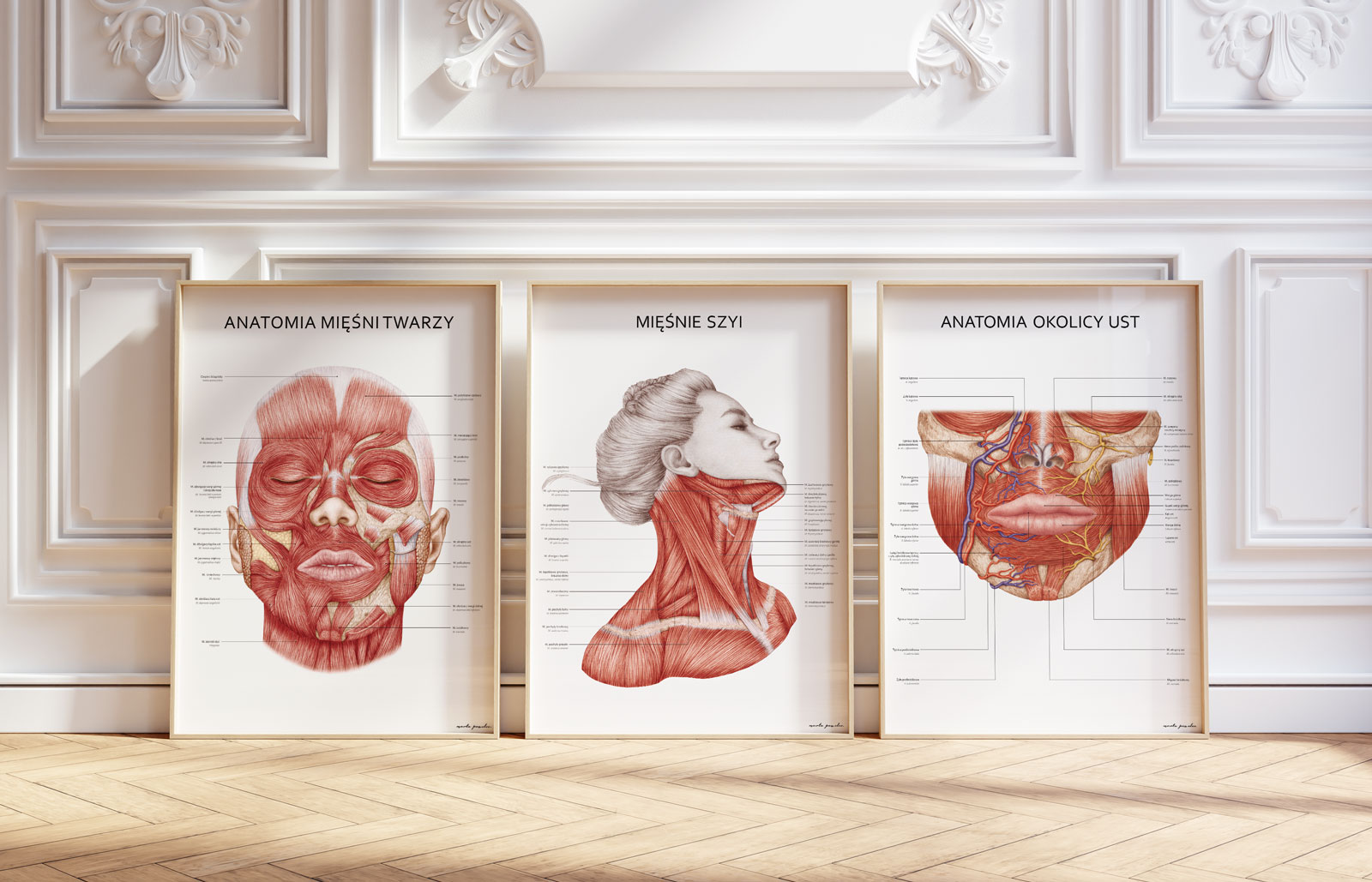 Beauty Anatomy