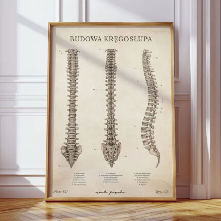 Plakat Anatomiczny - Budowa Kręgosłupa Vintage