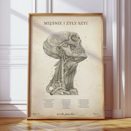 Plakat Anatomiczny - Mięśnie i Żyły Szyi Vintage
