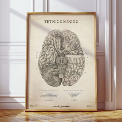 Plakat Anatomiczny - Tętnice Mózgu Vintage