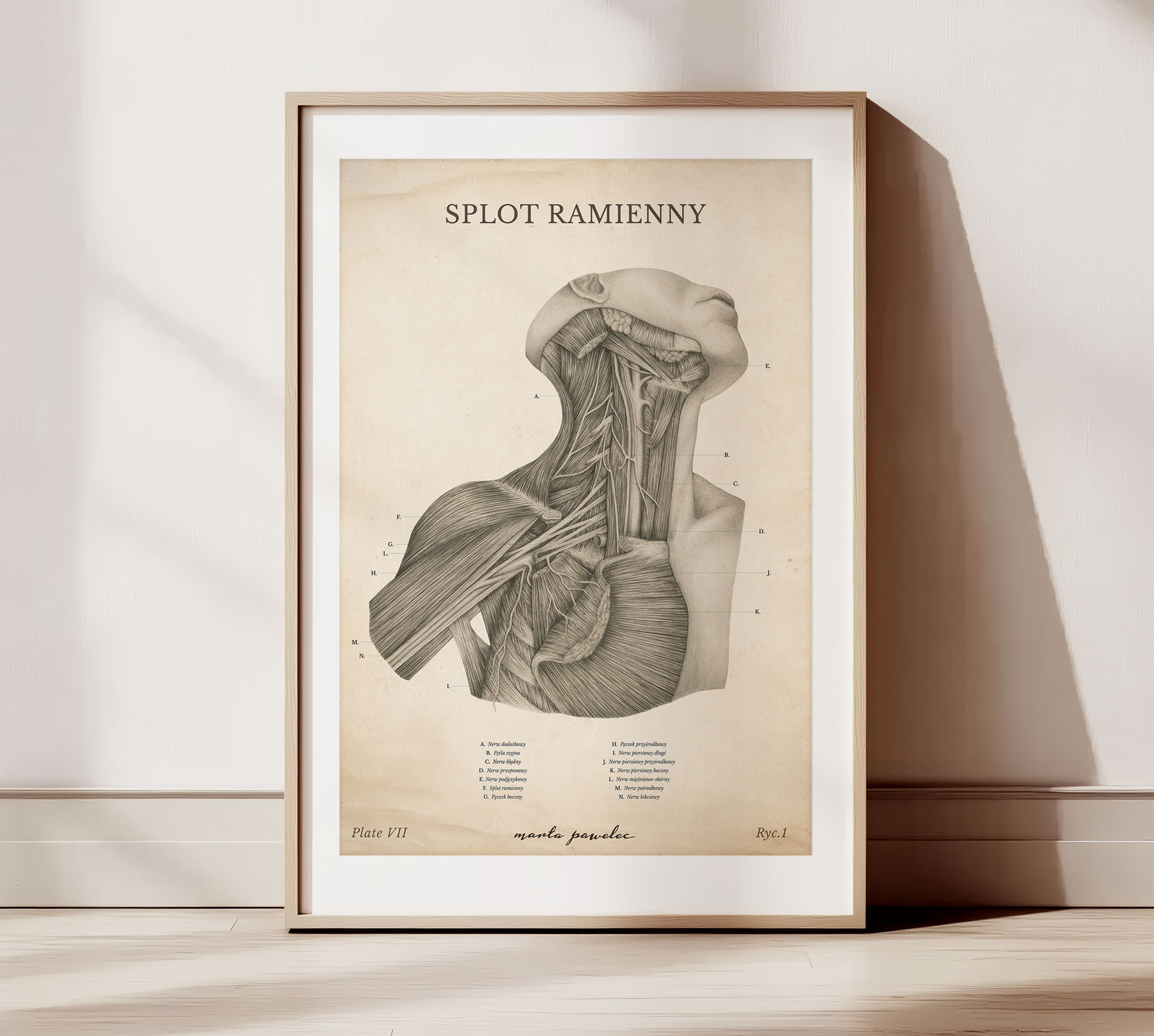 Anatomia Vintage