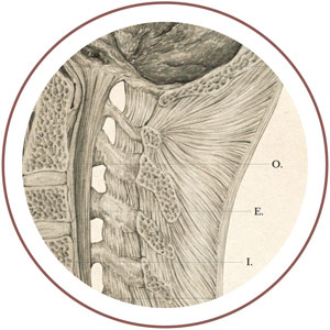 anatomicznie poprawne