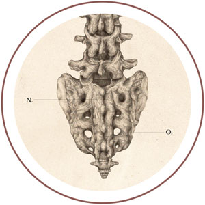 anatomicznie poprawne